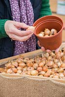 Woman hand selecting Onion 'Stuttgarter Reisen' bulbs in a garden nursery