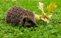 Hedgehog, erinaceus europaeus on garden lawn