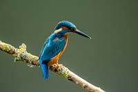 Kingfisher, alcedo atthis