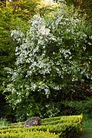 Malus baccata- Siberian crabapple - Veddw House Garden, Devauden, Monmouthshire, Wales, UK. June. 