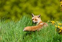 Fox, vulpes vulpes in long grass