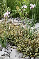 Tulbaghia violacea 'Fairy Star' underplanted with Acaena in a rocky border. Show Garden: B and Q Sentebale Forget-Me-Not Garden. 