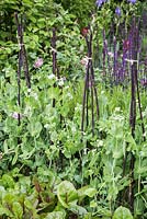 Pea 'Jaguar', Salvia 'Cardonna', Beetroot 'Moneta' and Rosmarinus officinalis. Show Garden: The Homebase Garden Sowing the Seeds of Change. 
