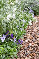 Border of Viola cornuta 'Victoria's Blush', Viola corsica and Lychnis coronaria 'Alba'. Show Garden: The Laurent-Perrier Garden.
