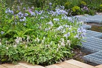 Tiarella 'Spring symphony' and Phlox divaricata beside a metal winding boardwalk. Show Garden: RBC Blue Water Roof Garden. 