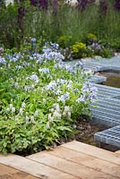 Tiarella 'Spring Symphony' and Phlox divaricata beside a metal winding boardwalk. Show Garden: RBC Blue Water Roof Garden