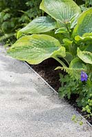 Hosta 'Frances Williams', Geranium 'Johnsons Blue' and Polystichum setiferum Plumosomultilobum beside a gravel path. Show Garden: Stop the Spread. 