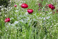 Paeonia 'Buckeye Belle' or 'Chocolate Soldier', Lychnis flos cuculi 'White Robin' and Carex muskingumensis. Show Garden: The Telegraph Garden. 