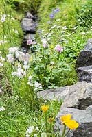 Trifolium pratense and Eriophorum angustifolium in a meadow surrounded by a Dry Stone wall. Artisan Garden: Motor Neurone Disease - A Hebridean Weaver's Garden.
