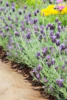Lavandula planted with woodchip beside a wooden path