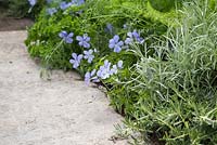 Helichrysum italicum, Viola cornuta and Petroselinum crispum planted in border beside stone path