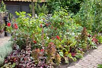 Kitchen garden with Beta vulgaris 'Bright Lights', Dahlia 'Garden Miracle', Ribes rubrum 'Jonkheer van Tets'