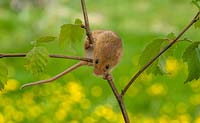 Micromys minutus - harvest mouse climbing