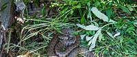 Grass snake in the compost heap. Veddw House Garden, Devauden, Monmouthshire, Wales