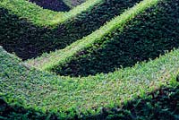 Wave-form hedges of Taxus baccata (Yew) in the Hedge Garden. Veddw House Garden, Devauden, Monmouthshire, Wales
