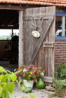 Old wooden door with cut flowers in bucket including Zinnia elegans, Foeniculum vulgare, Daucus carota, Panicum miliaceum Violaceum and Setaria italica