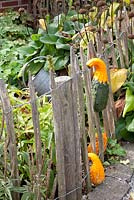 Pumpkins on wooden fence - Curcurbita pepo
