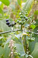 Solanum melanocerasum