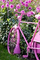Dahlia 'Blaumeise' and pink bicycle