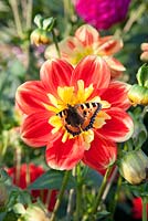 Nymphalis urticae - small tortoise shell butterfly on Dahlia 'Pooh' flower 
