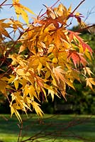 Acer palmatum 'Eddisbury'  -  quite a young tree, but nevertheless adding a real slash of colour in a late autumn garden.  Kent garden.  November.