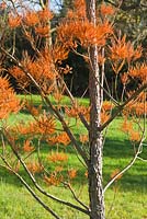 Taxodium distichum - Chinese Swamp Cypress.  