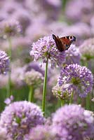 Allium senescens with Peacock butterfly