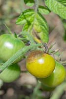 Alternaria solani - Early blight affecting tomato
