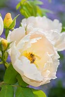 Rosa 'Comte de Champagne' being visited by worker bee