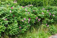 Hedge of Rosa rugosa - The West Garden, Daglingworth House, Gloucestershire, UK. June. 