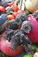 Poppy seed heads for bird food -  Papaver somniferum, Papaver somniferum 'Hen and Chickens'