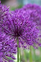 Allium 'Purple Rain'