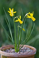 Narcissus 'Little Becky' in terracotta pot
