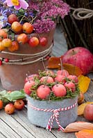 Autumnal arrangement with Malus 'Red Sentinel'