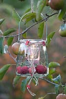 Lantern with crab apples - Malus Red Sentinel