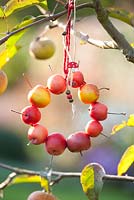 Decoration made from crab apples - Malus 'Red Sentinel'