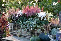 Decorative basket with Calluna vulgaris Pink Madonna, Calluna vulgaris Gina, Hedera helix, Cyclamen persicum, Salvia officinalis Tricolor
