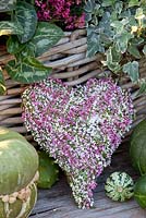 Moss and heather covered heart decoration - Calluna vulgaris 'Madonna', Calluna vulgaris 'Pink Madonna', Calluna vulgaris 'Gina'
