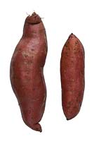 Sweet Potato - moea batatas 