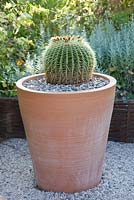 Echinocactus grusonii - Cactus in container