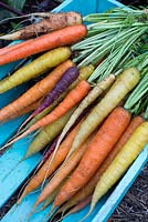 Organic freshly harvested carrots in blue wooden box  
