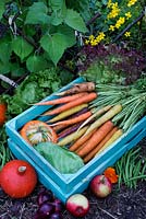 Organic vegetables in blue wooden box. Carrots, pumpkin, apples, red onion, cabbage, green beans, lettuce and tagetes in vegetable patch