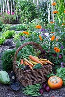 Organic vegetables in wicker basket. Carrots, pumpkin, apples, red onion, cabbage, green beans, lettuce and tagetes, thyme, mint, sage and parsley in vegetable patch 
