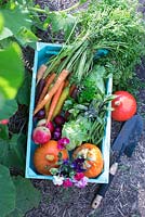 Freshly harvested organic vegetables in blue wooden box. Carrots, pumpkins, red onion, cabbage, green beans, lettuce and tagetes, thyme, mint, sage and parsley in vegetable patch 
