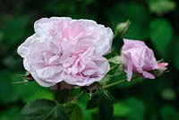 Rosa 'Great Maiden's Blush'