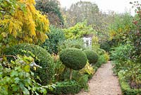 Autumnal garden with Wisteria and Buxus