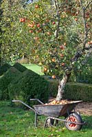 Wheelbarrow full of collected apples - Malus domestica