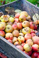 Wheelbarrow full of collected apples - Malus domestica
