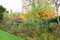 Autumnal border with Malus 'Evereste'
