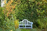 Wooden garden bench with Malus 'Golden Hornet'